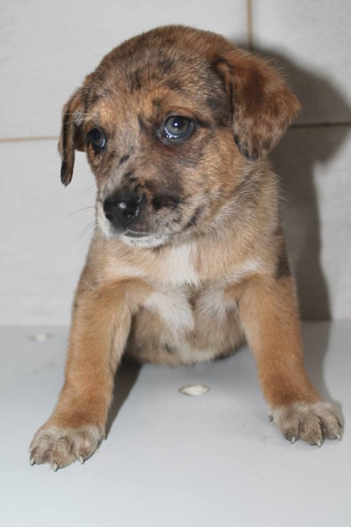 მეტისი უსახელო