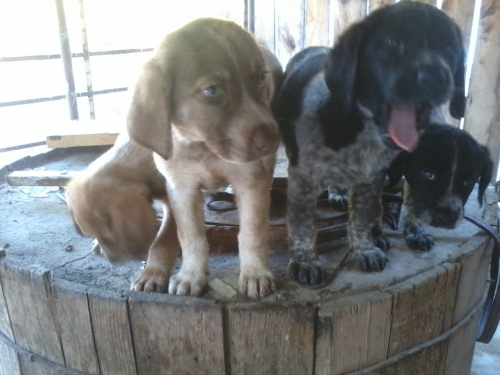 მეტისის ლეკვები უსახელო