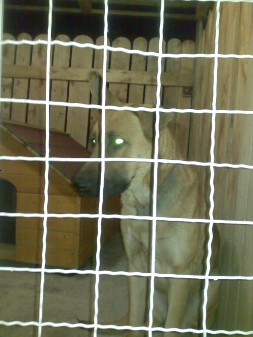 მეტისი უსახელო