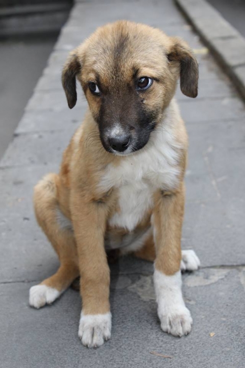 მეტისი უსახელო