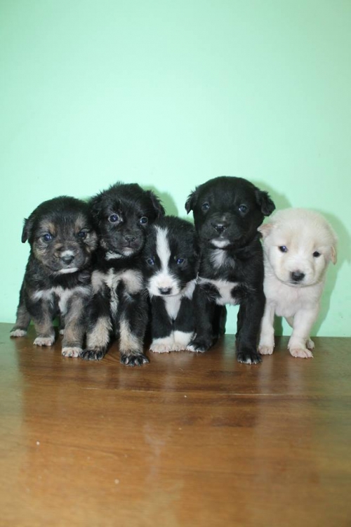 მეტისის ლეკვები უსახელო