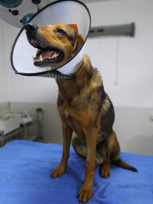 მეტისი გურჯანის რ/ნ.