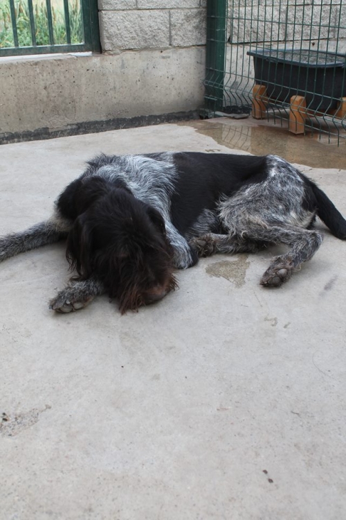 დრათხარი როი