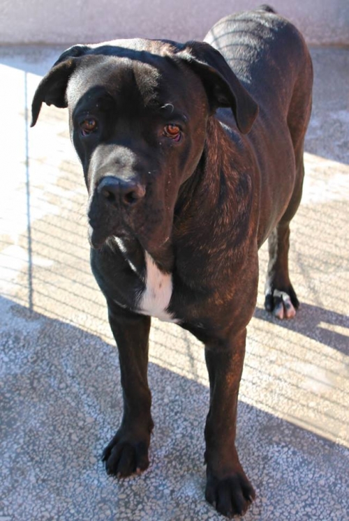 კანე კორსო ლუი