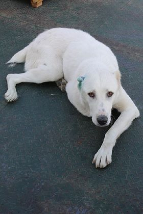 ქართული ქოფაკი უსახელო