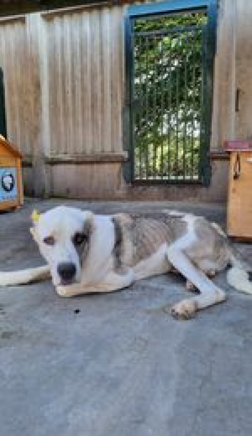 ქართული ნაგაზი ქართული ნაგაზი კავკასიური ნაგაზი ქართული ნაგაზი გადმოყვანილია მუნიციპალური თავშესაფრიდან