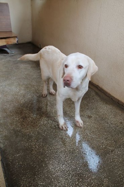 ლაბრადორი გრინგა