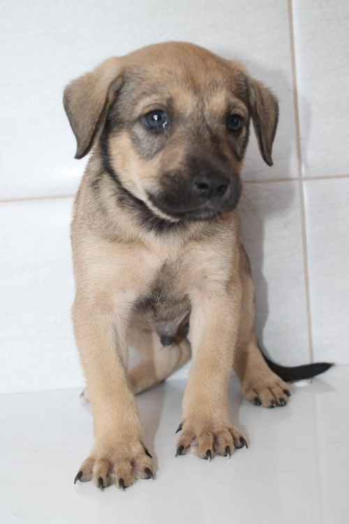 მეტისი უსახელო