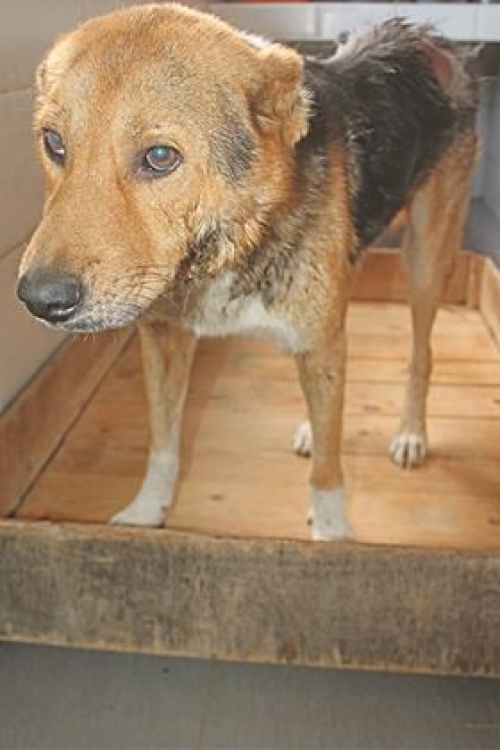 მეტისი უსახელო