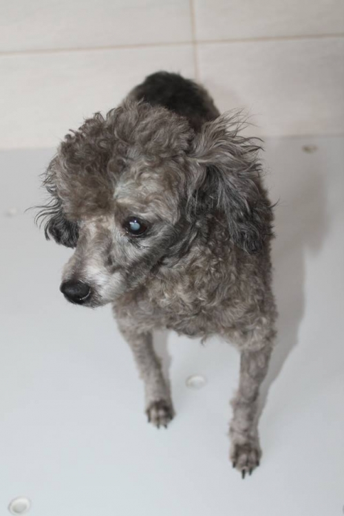 პუდელი ჩანიტა