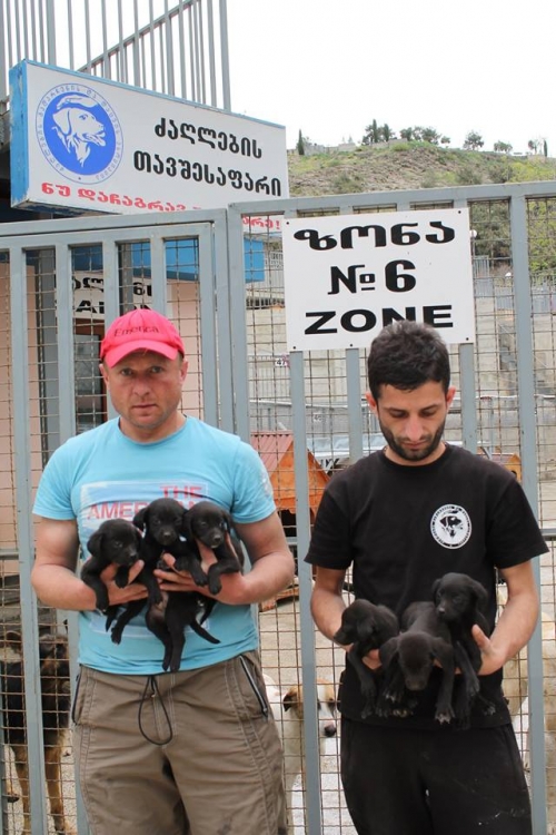 ლაბრადორის მეტისი უსახელო