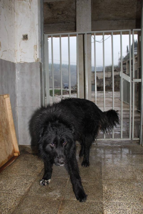 ქართული ქოფაკი სიმბა