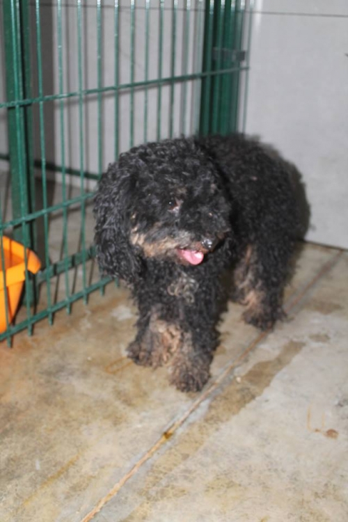 პუდელი უსახელო