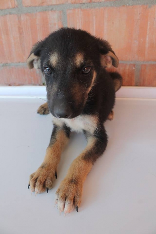 მეტისი უსახელო