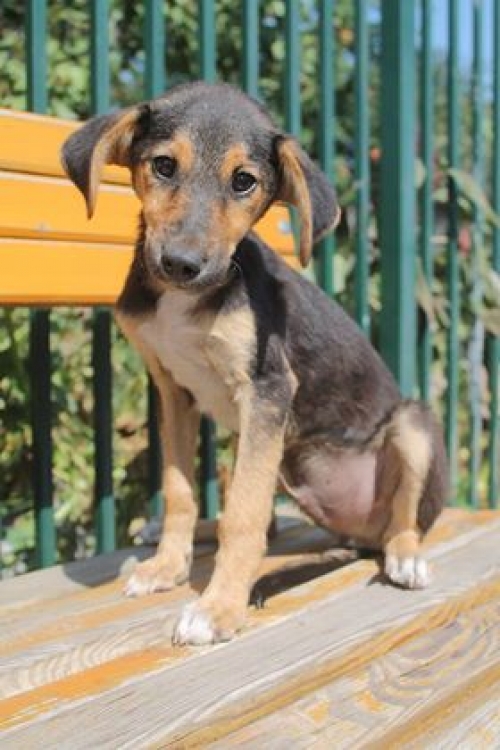 მეტისი უსახსელო