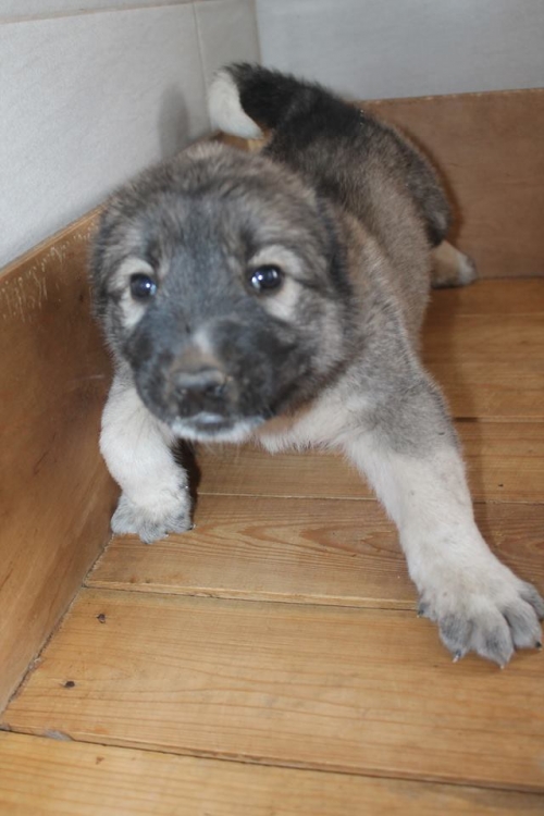 ქართული ნაგაზი უსახელო