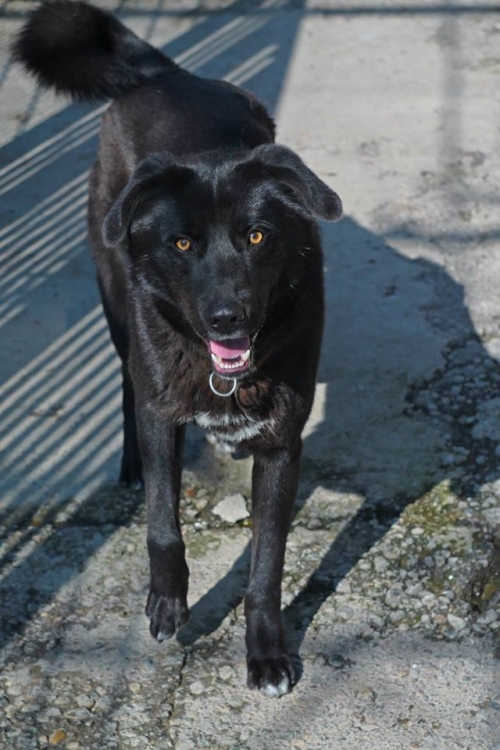 მეტისი რექსი