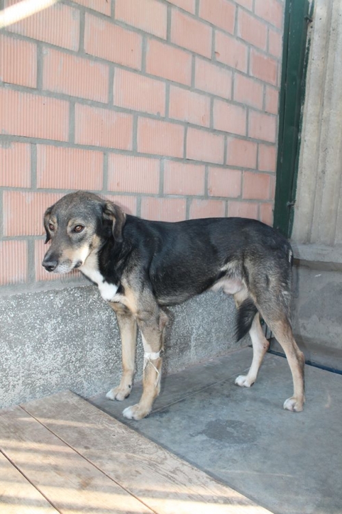 მეტისი უსახელო