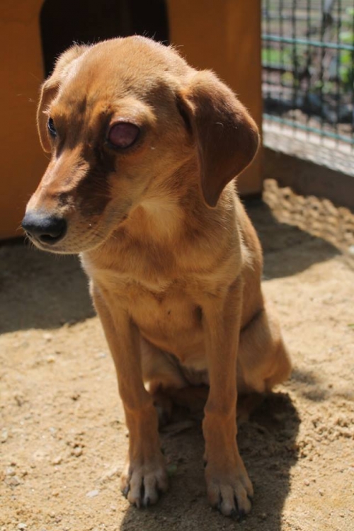 მეტისი უსახელო