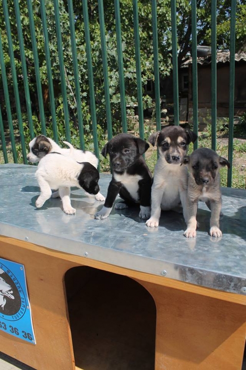 მეტისის ლეკვები უსახელო