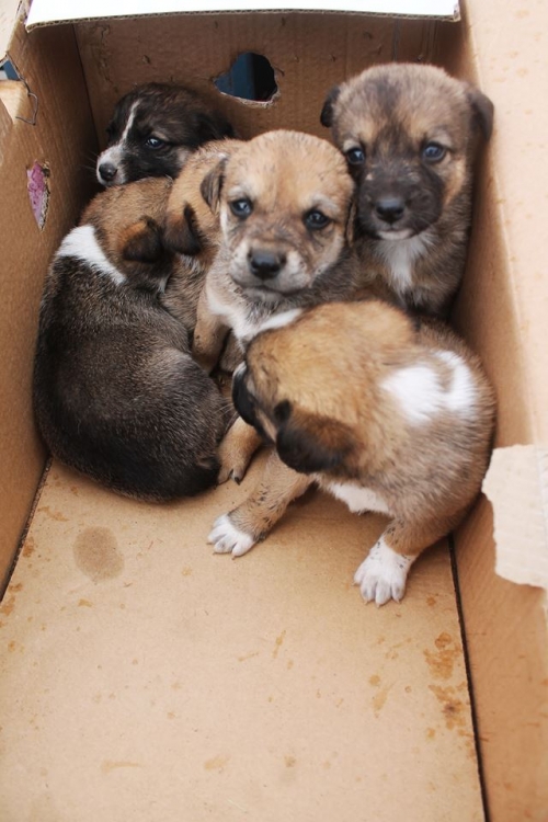 ქართული ქოფაკი უსახელო