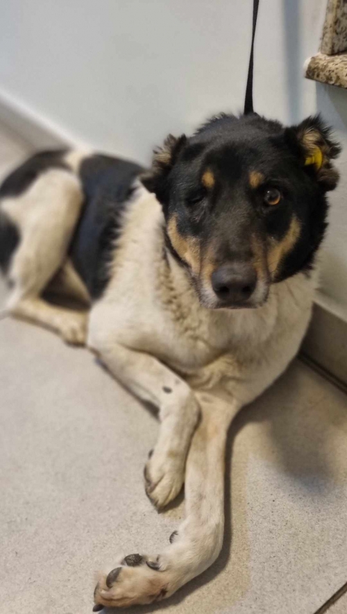 ქართული ქოფაკი გლდანი