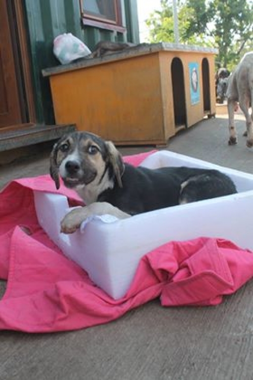 მეტისი უსახელო