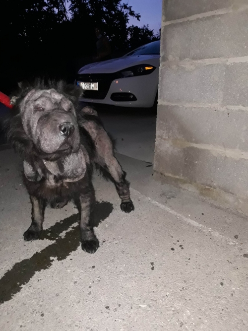 შარპეი უსახელო