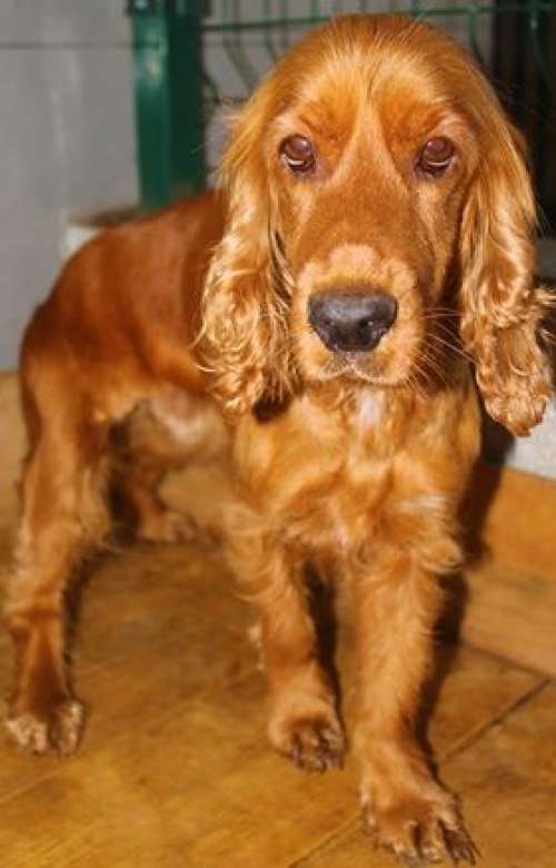 კოკერსპანიელი უსახელო