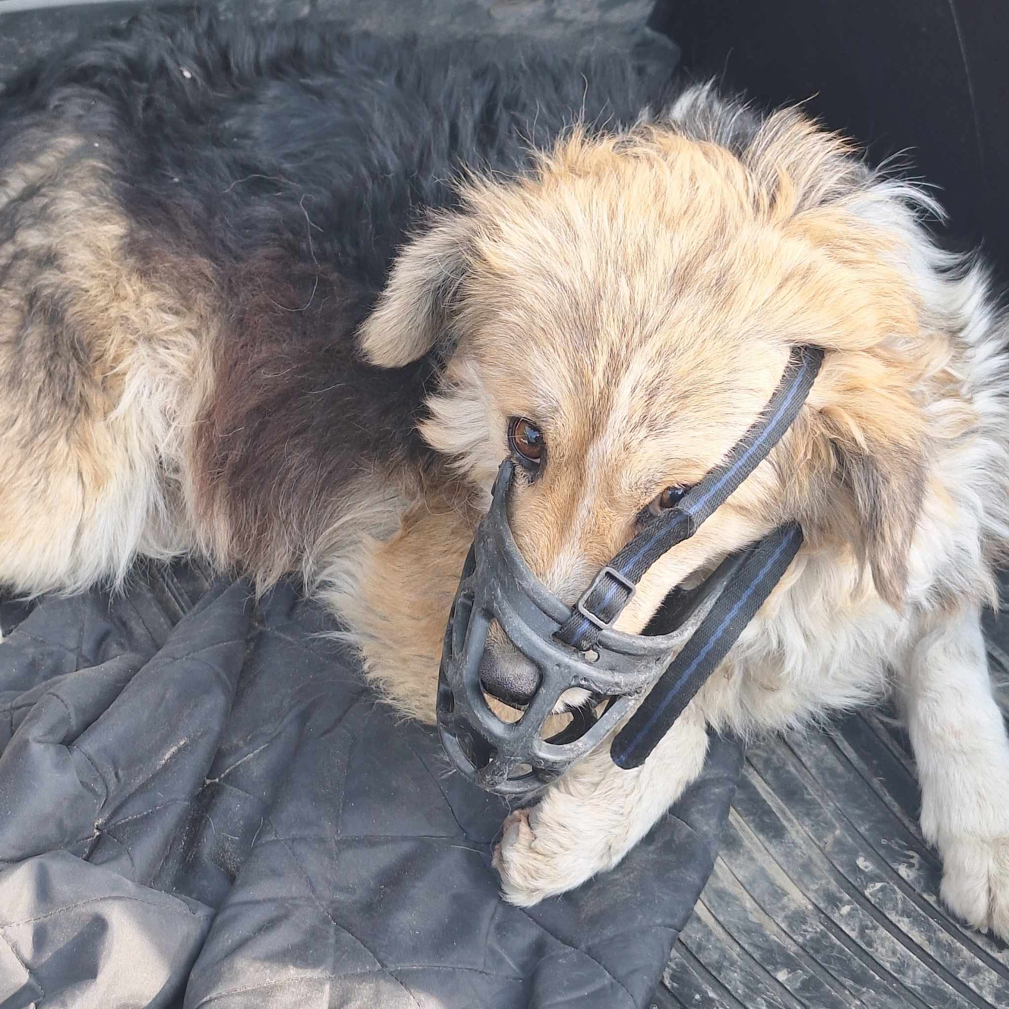 მეტისი. მუხიანი