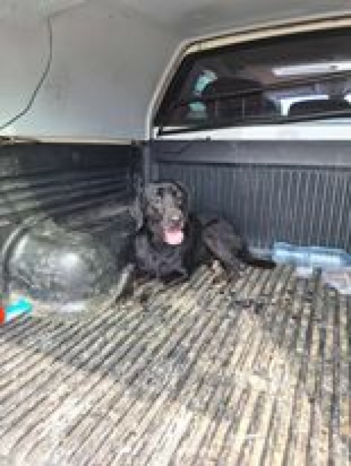 ლაბრადორი ლუსი