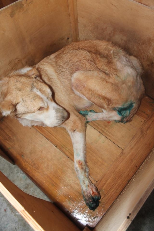 ქართული ნაგაზი დორა