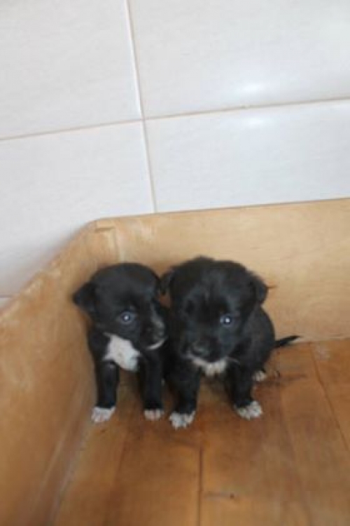 მეტისი უსახელო