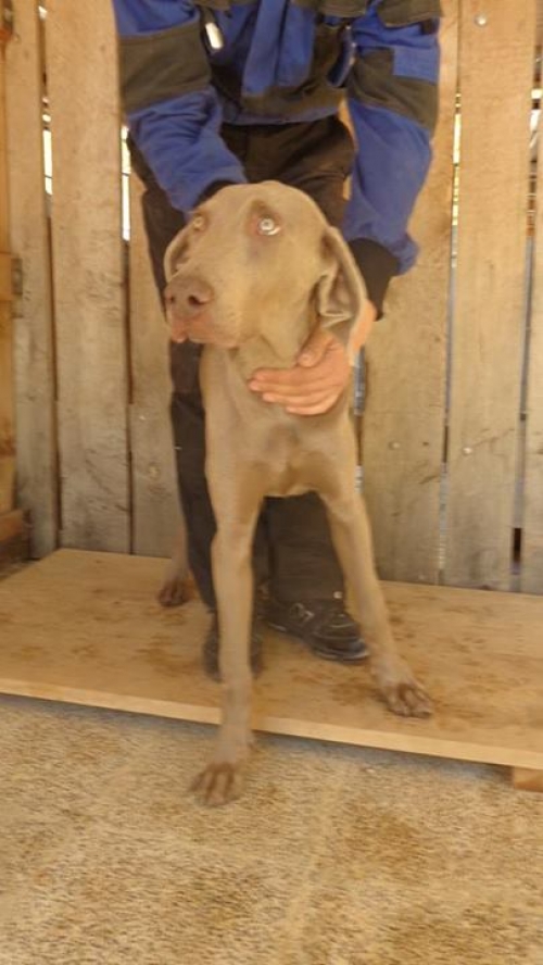 ვეიმარანერი ვეი