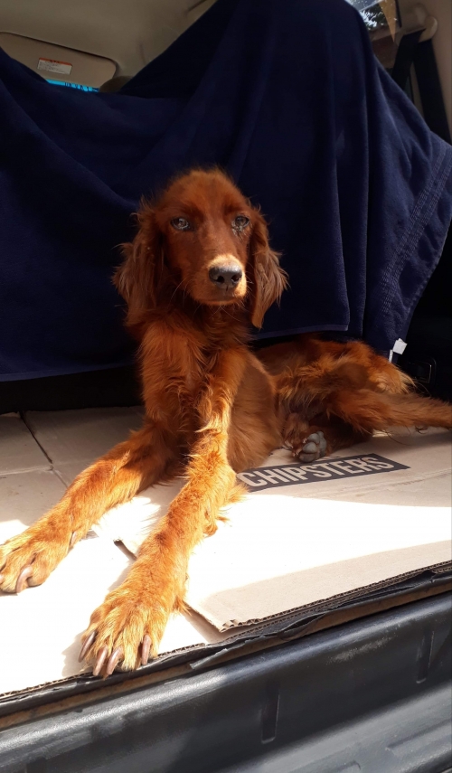 სეტერი უსახელო