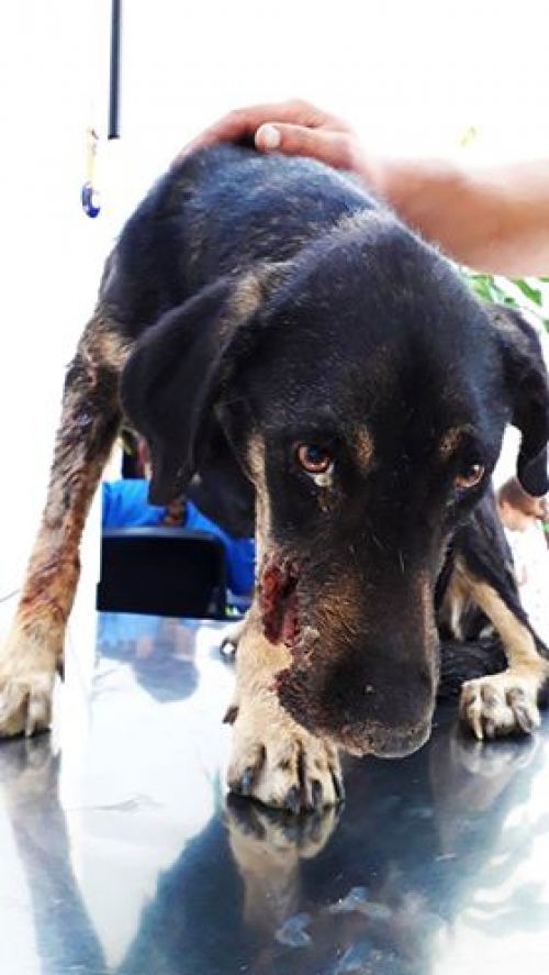 მეტისი უსახელო