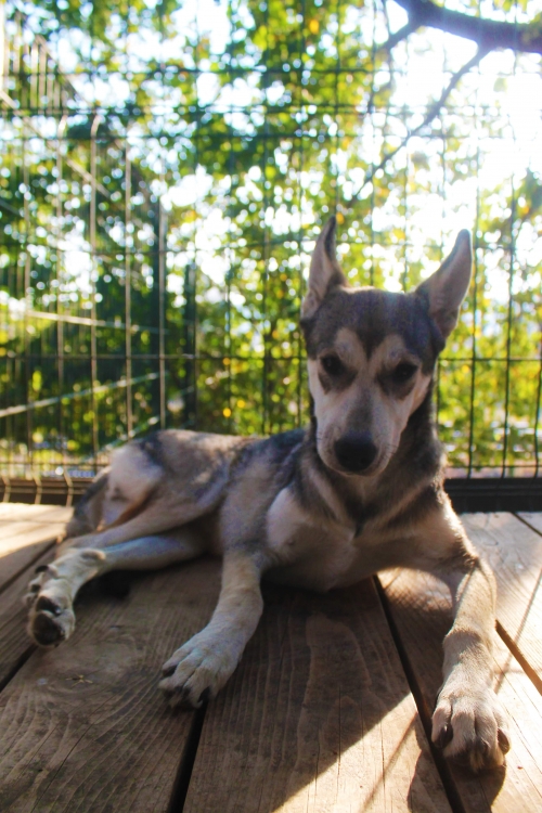 ლაიკის მეტისი უსახელო