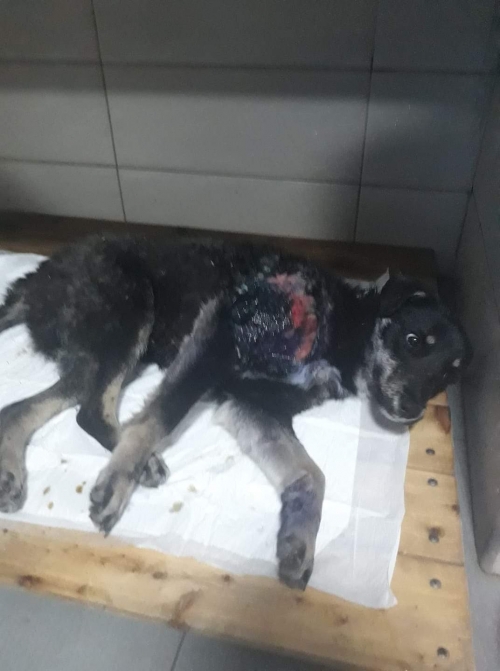 მეტისი თეთრიწყარო