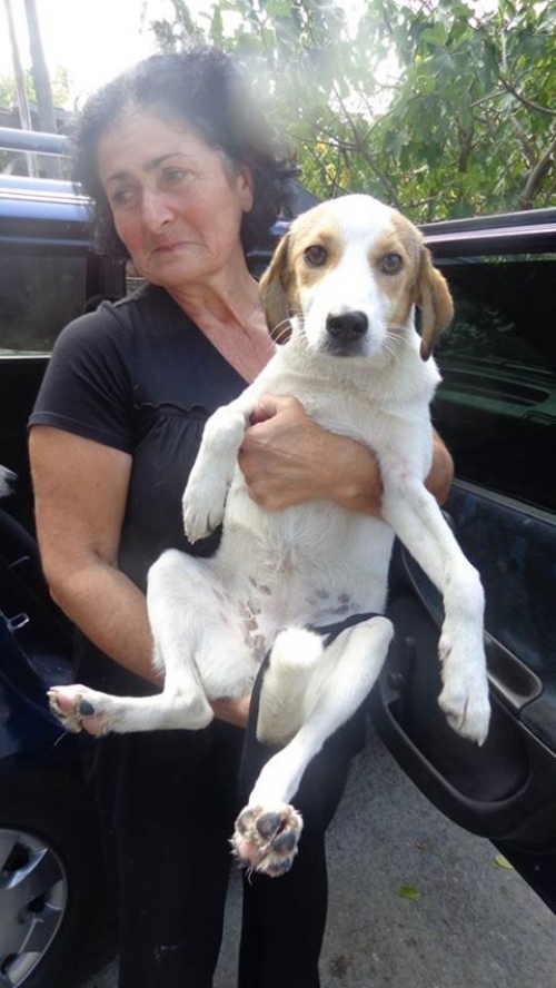 მეტისი უსახელო