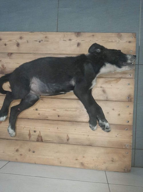 მეტისი კაირო