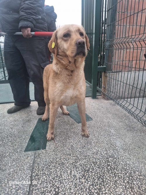 ლაბრადორი გადმოყვანილია მუნიციპალური თავშესაფრიდან