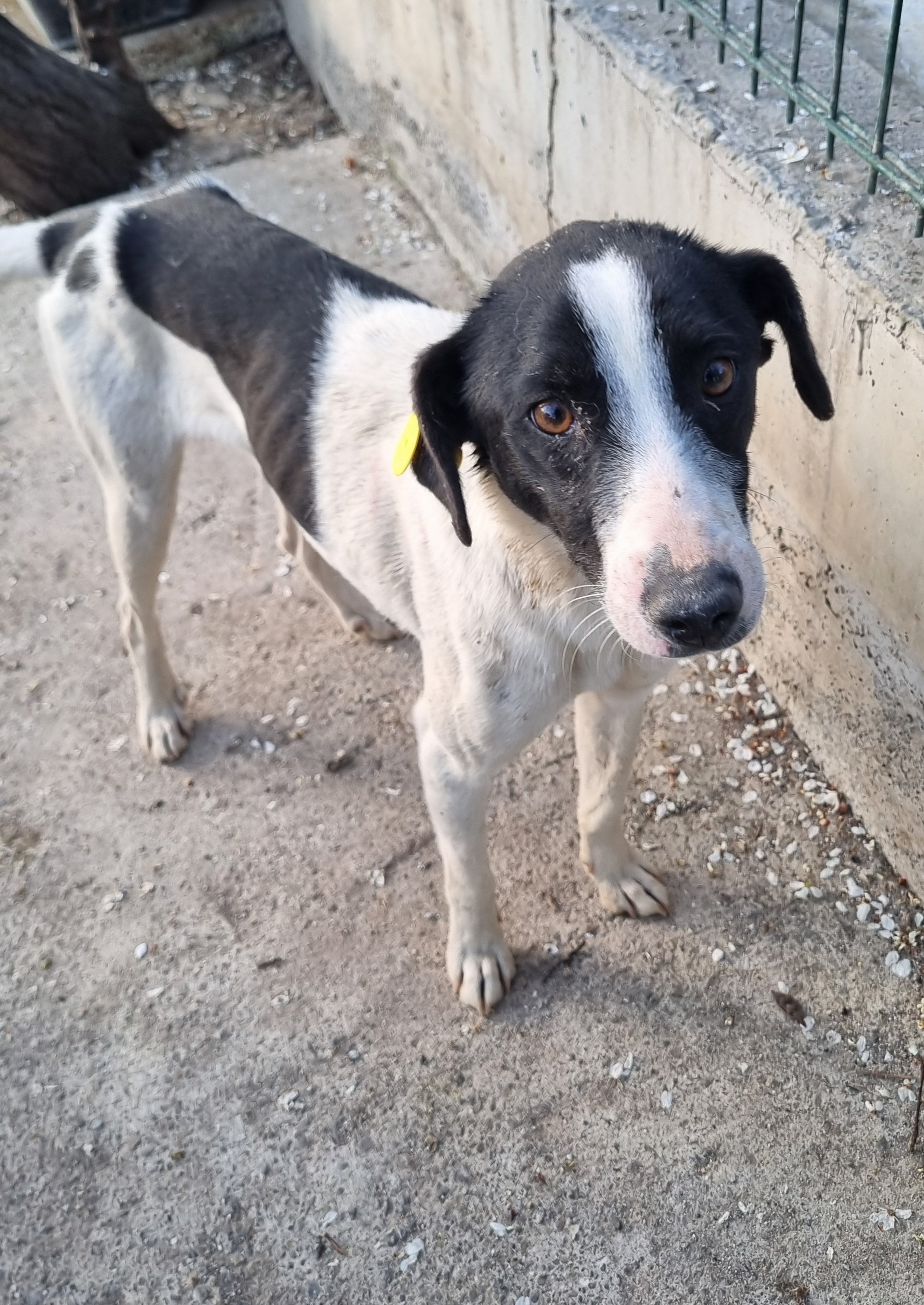 მეტისი. გორის თავშესაფარი