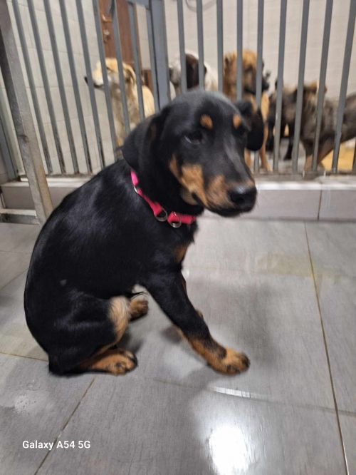 მეტისი ქეთევან წამებულის ქუჩა