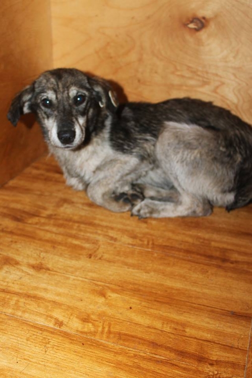 მეტისი უსახელო