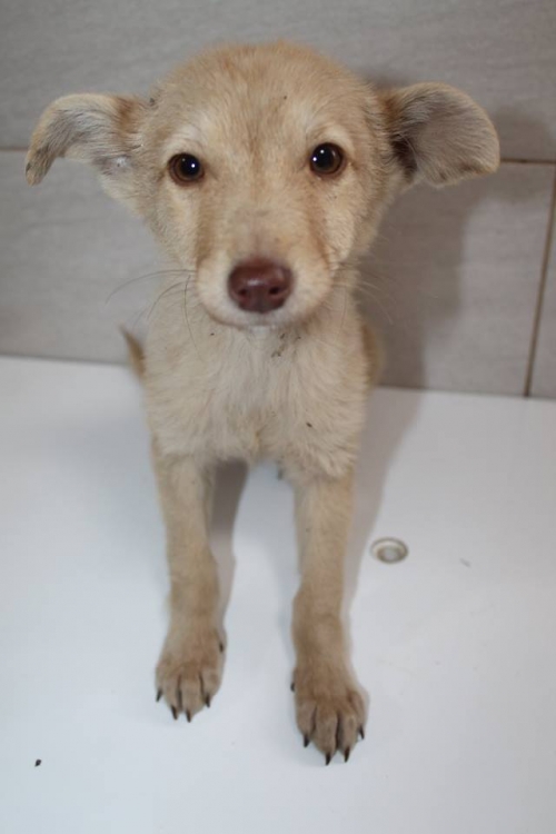 მეტისი უსახელო