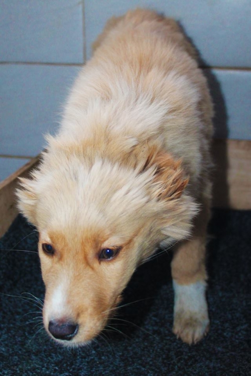 ქართული ქოფაკი უსახელო