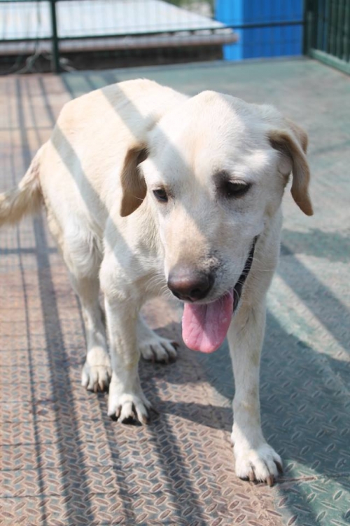 ლაბრადორის მეტისი მია