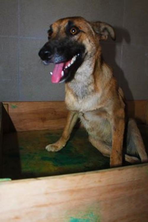 მეტისი უსახელო