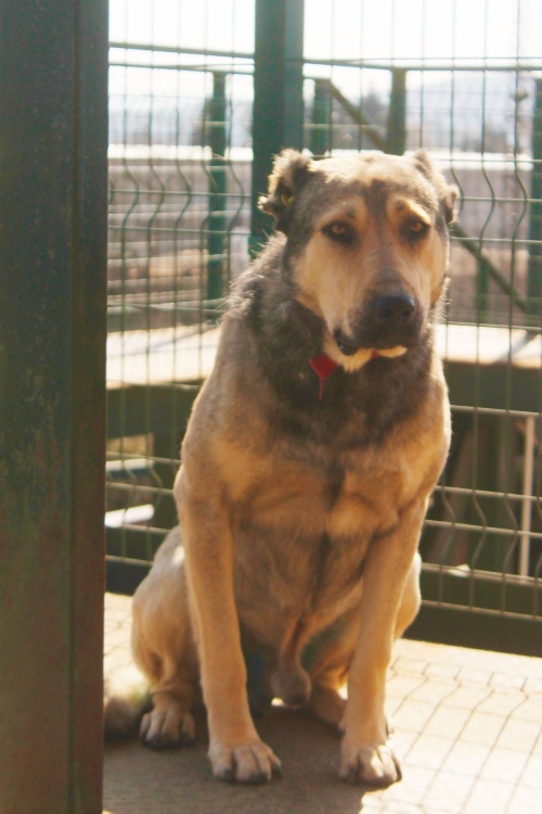 აზიური ნაგაზი უსახელო