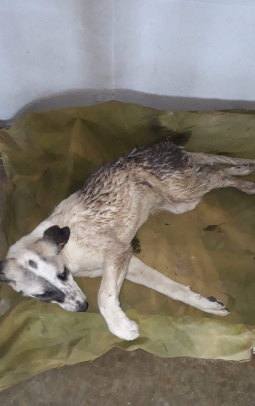 მეტისი უსახელო